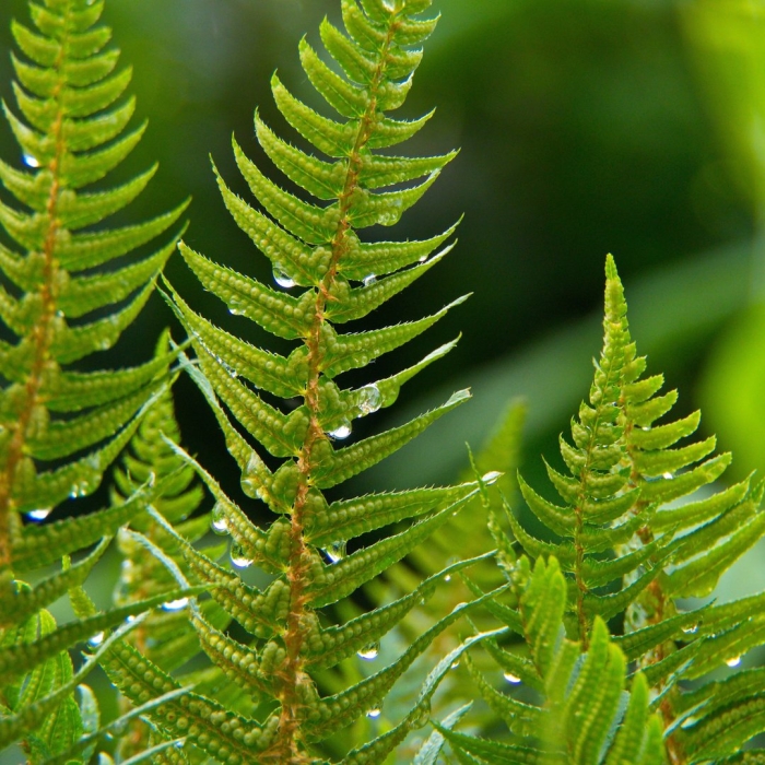 Оби папоротник