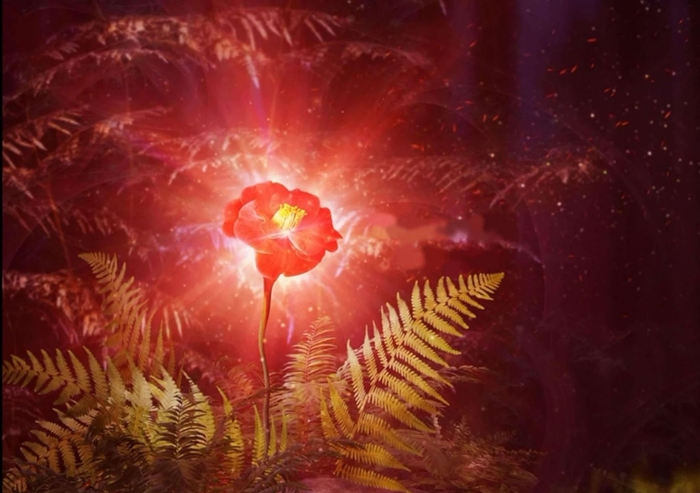 Цветущий папоротник в ночь