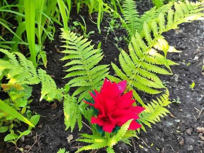 Красный папоротник
