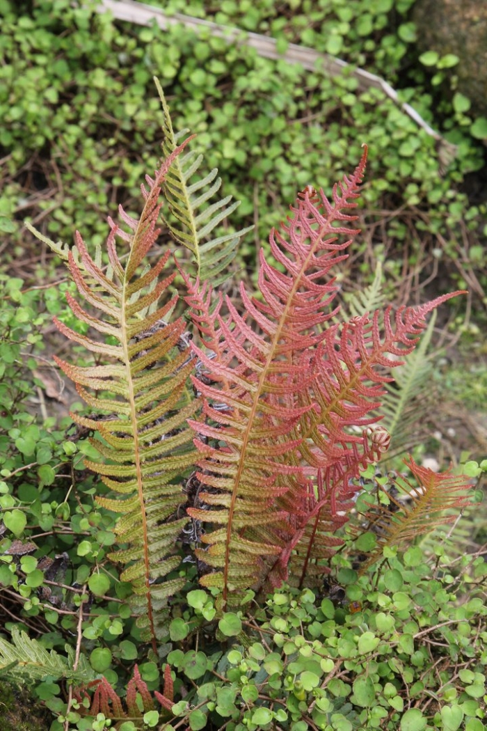 Папоротник блехнум