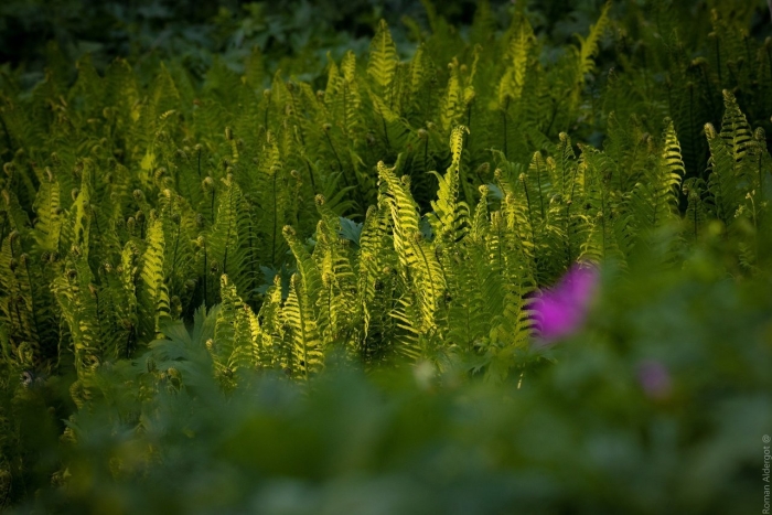 Травянистый папоротник пермский период
