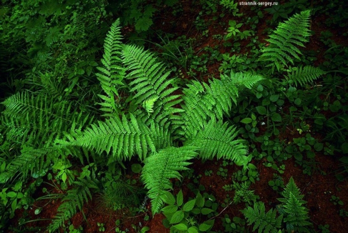 Щитовник папоротник