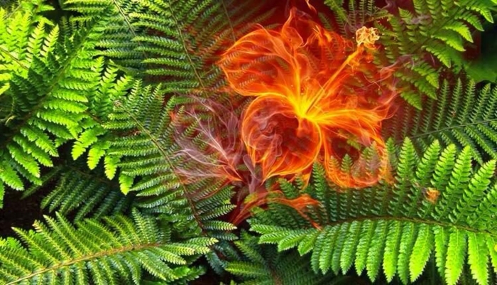 Папоротник на ивана купала