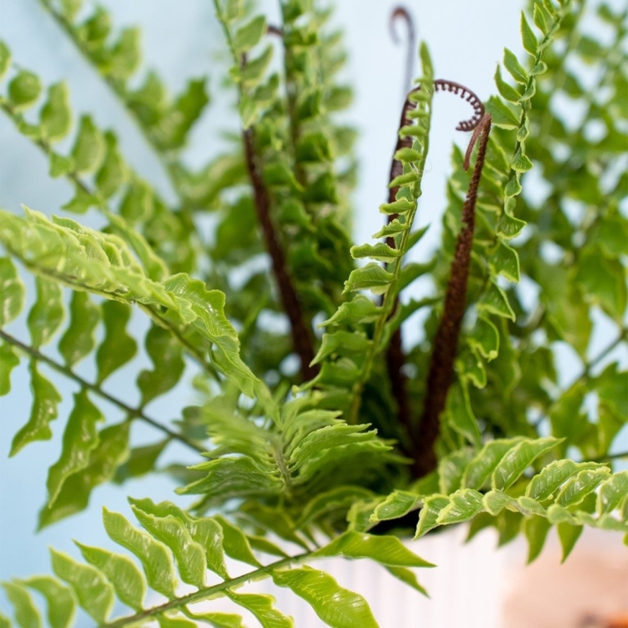 Папоротник нефролепис