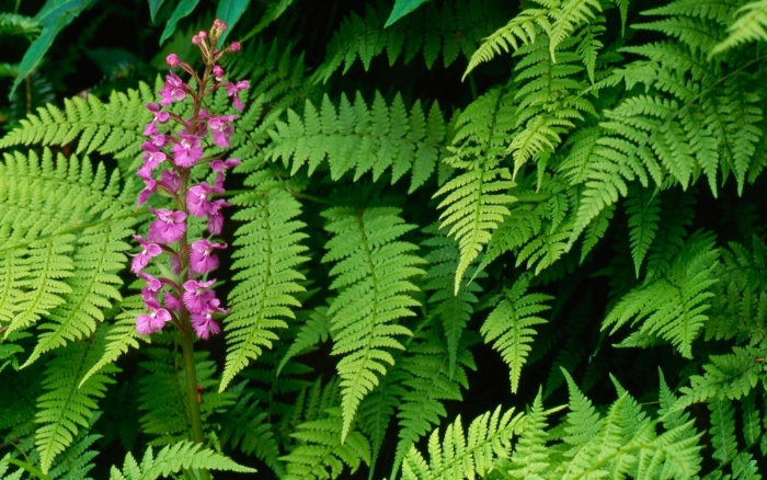 Папоротник цветение