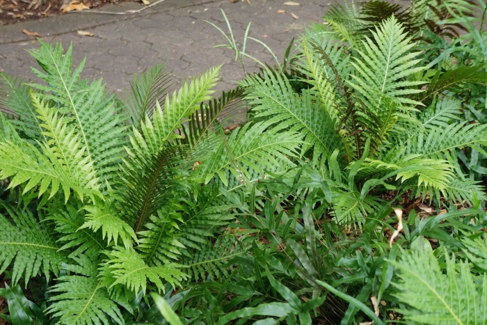 Блехнум сильвер леди