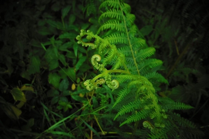 Растение папоротник