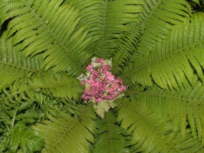 Папоротник орляк цветет