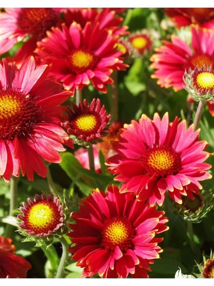 Гайлардия аризона ред шейдс