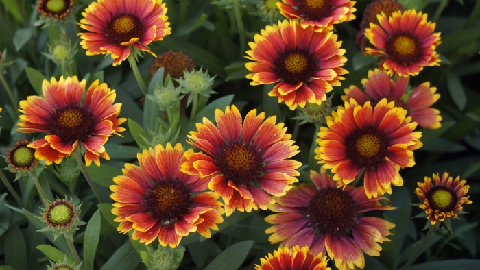 Гайлардия остистая аризона сан