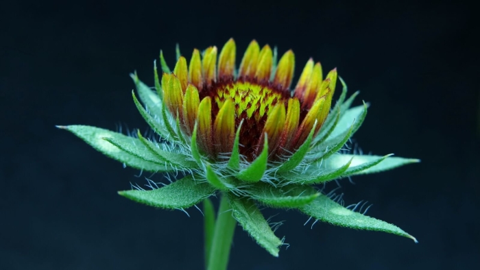 Гайлардия аристата