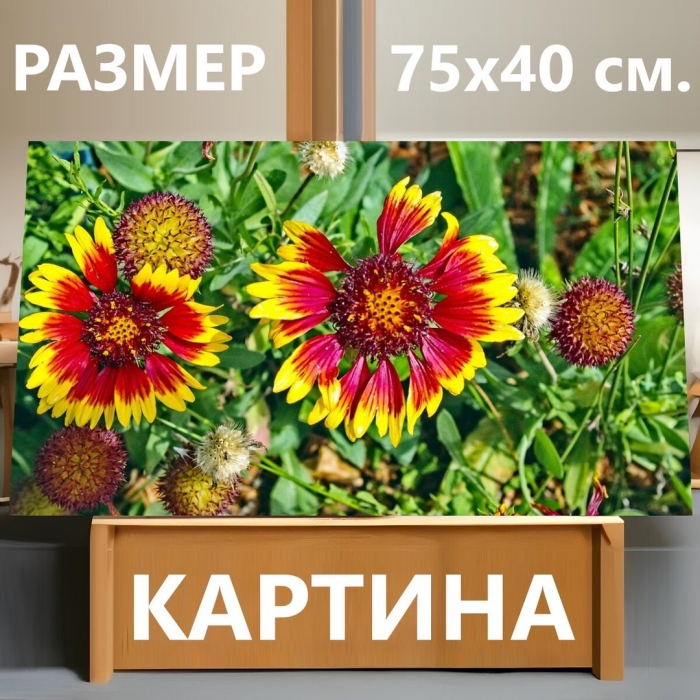 Гайлардия меса брайт биколор