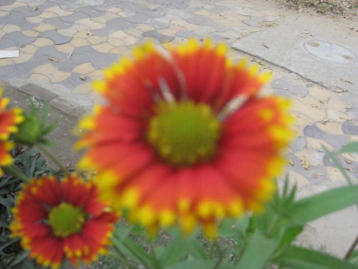 Гайлардия бремен