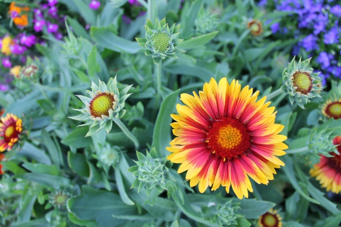 Гайлардия остистая аризона