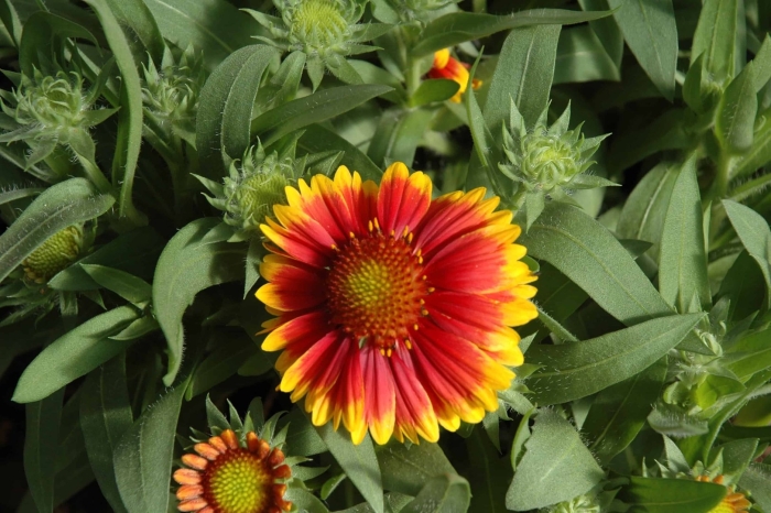 Гайлардия 'arizona sun'