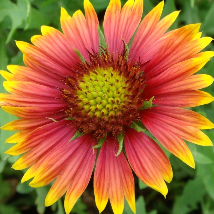 Гайлардия остистая