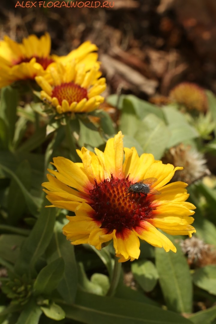 Гайлардия яшма