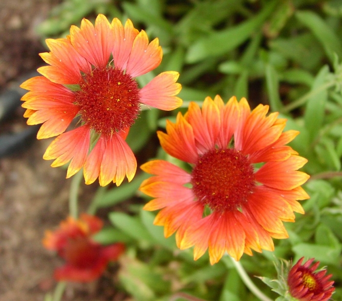 Гайлардия виррал флейм