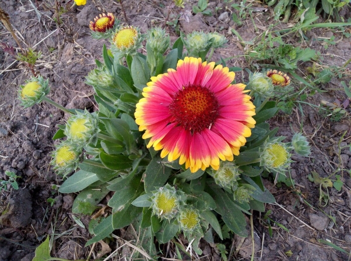 Гайлардия грандифлора аризона сан