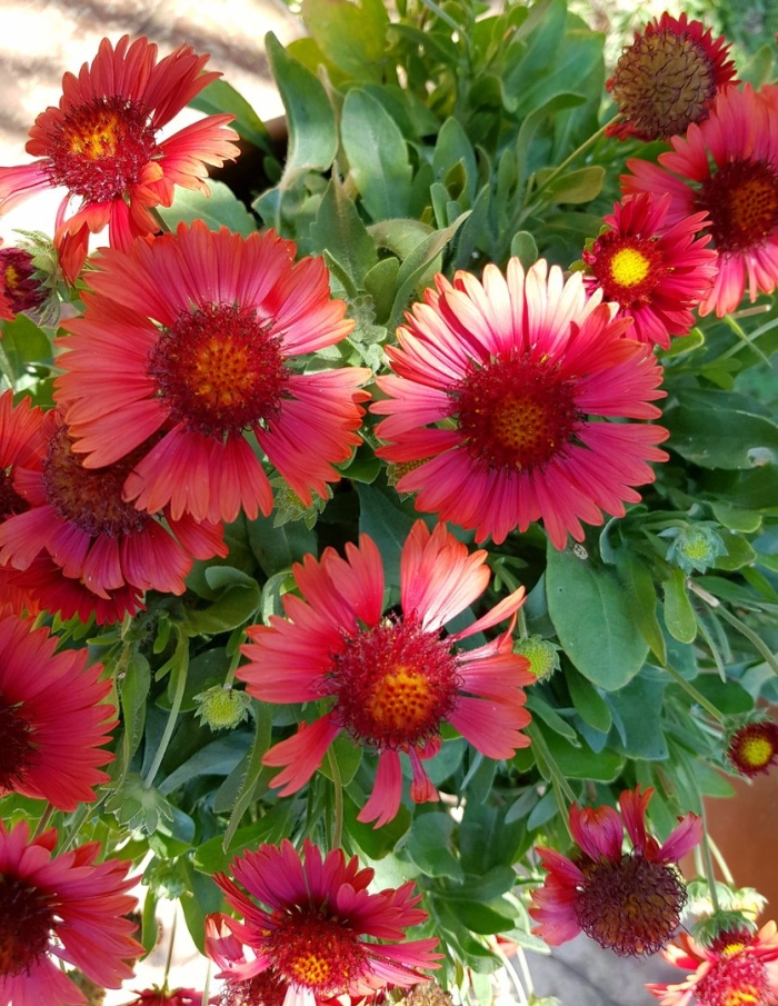 Гайлардия рубиновая