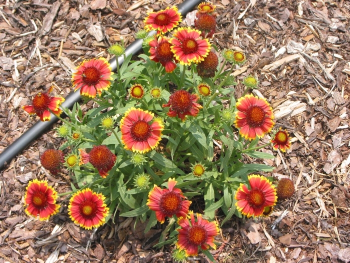 Гайлардия грандифлора аризона