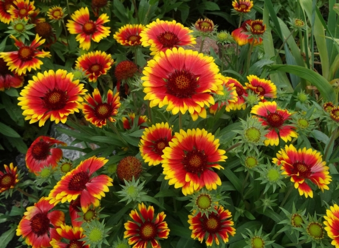 Гайлардия грандифлора