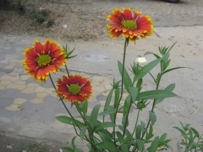 Гайлардия аризона сан