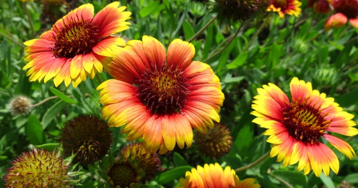 Гайлардия аризона сан