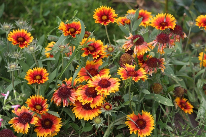 Гайлардия остистая аризона сан