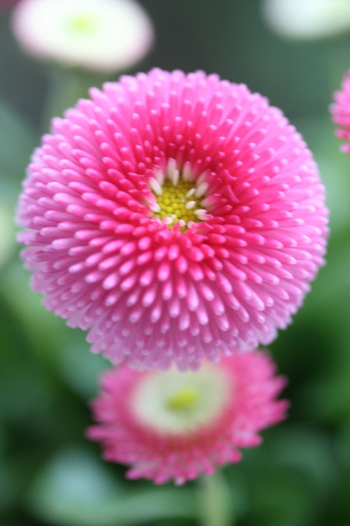 Маргаритка bellis perennis
