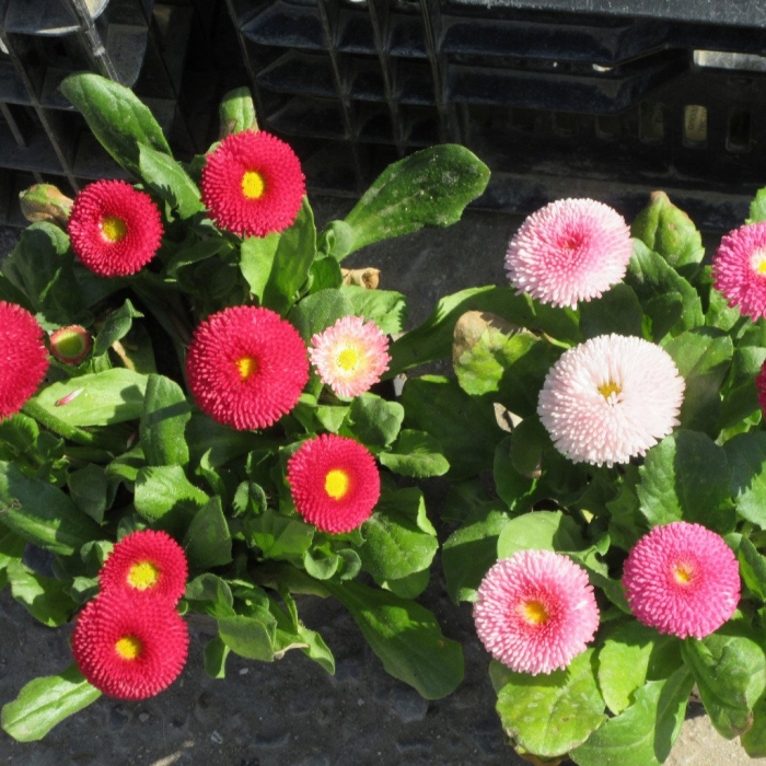 Маргаритка монстроза