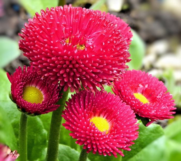 Маргаритка тассо ред