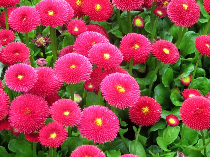 Маргаритка многолетняя tasso red