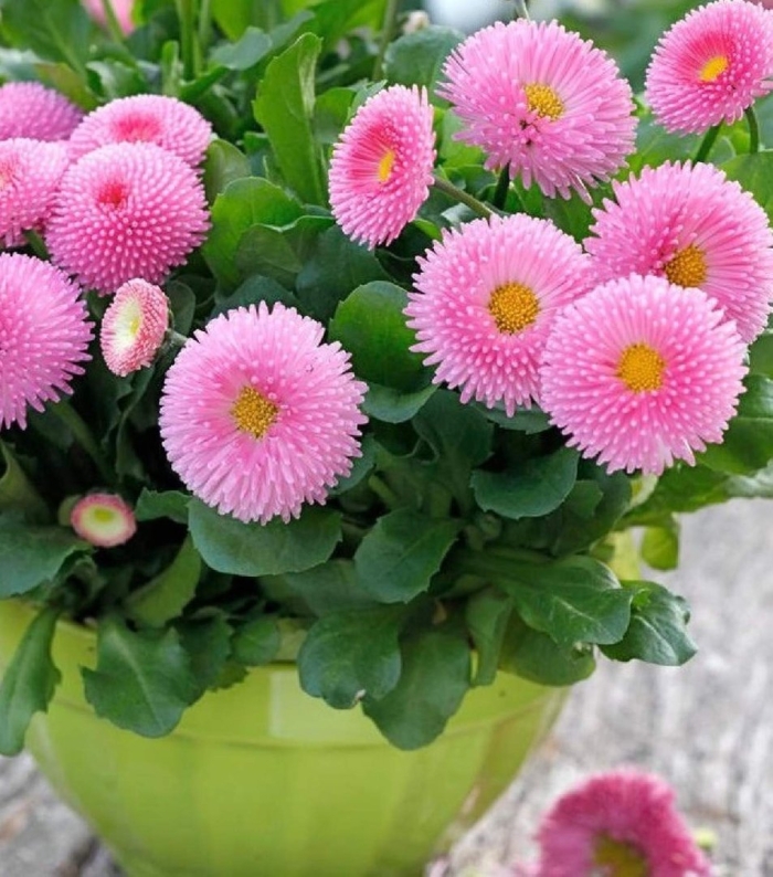 Маргаритка махровая монтероза