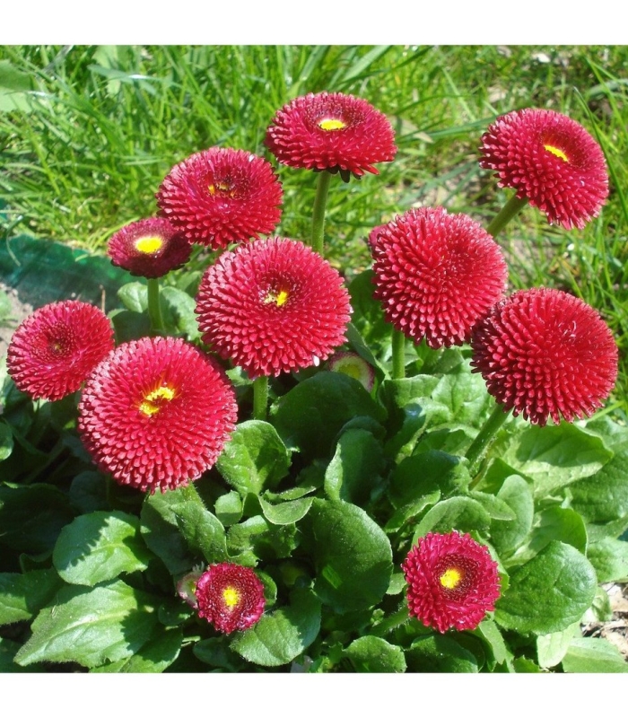 Маргаритка тассо красная