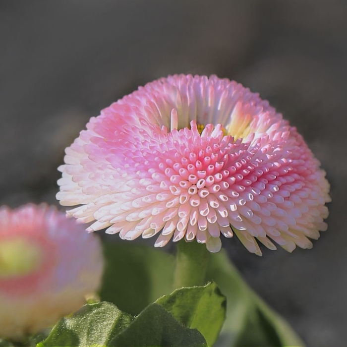 Маргаритка bellis perennis