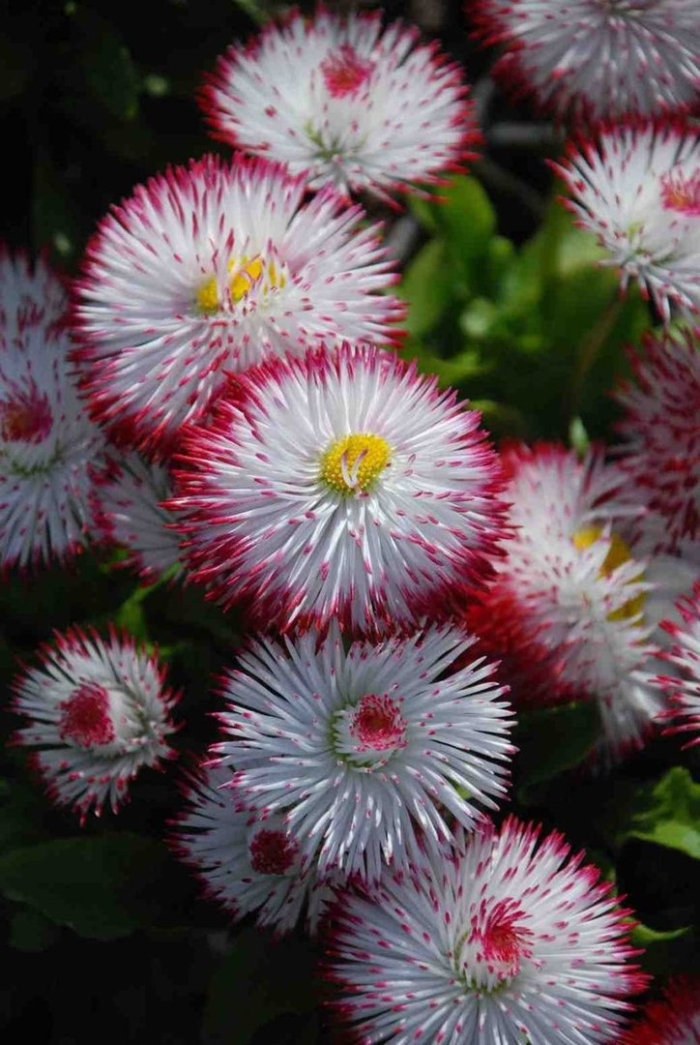 Маргаритка тассо