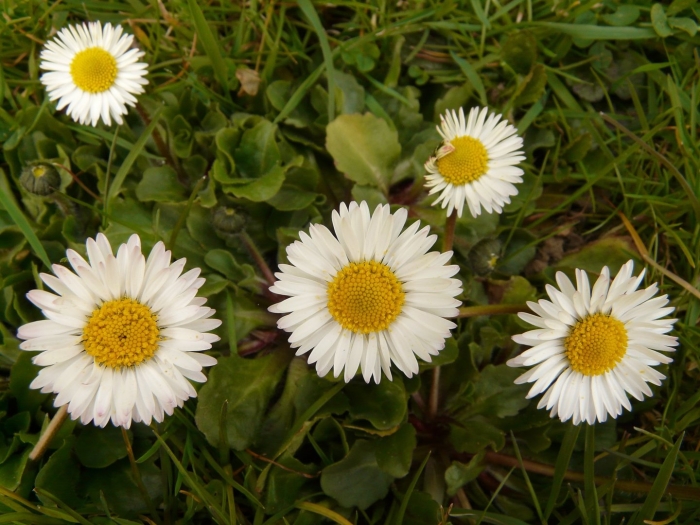 Bellis perennis