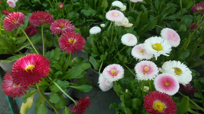 Маргаритка многолетняя помпонная