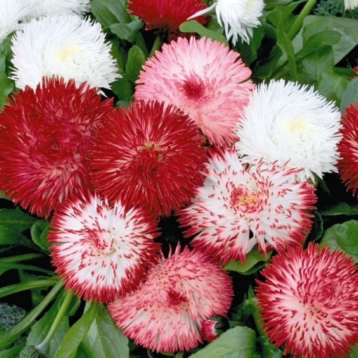 Маргаритка многолетняя хабанера