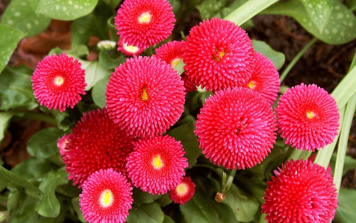 Маргаритка тассо красная