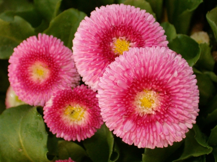 Маргаритка многолетняя тассо стробери энд крим