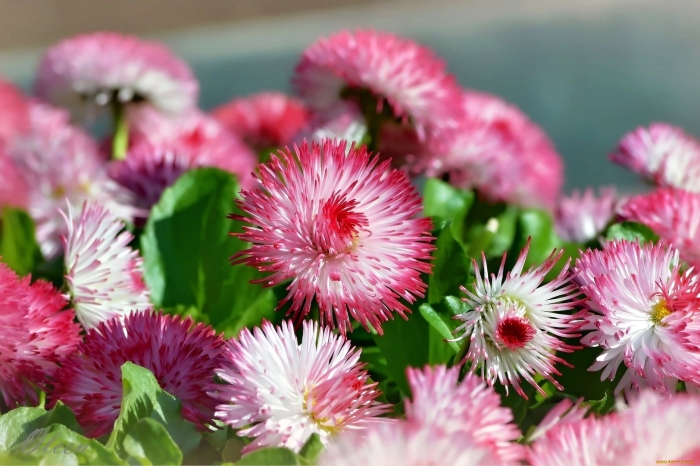 Маргаритка помпонная розовая