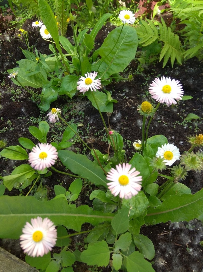 Маргаритка многолетняя