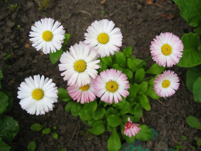 Маргаритка многолетняя экстра