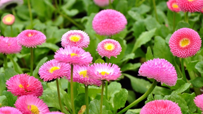 Маргаритка хризантемовидная