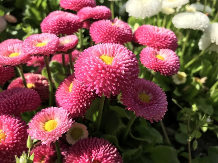 Маргаритка roggli red