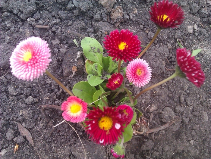 Маргаритка многолетняя