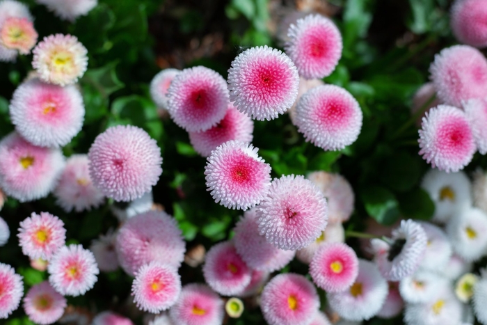 Маргаритка многолетняя растение