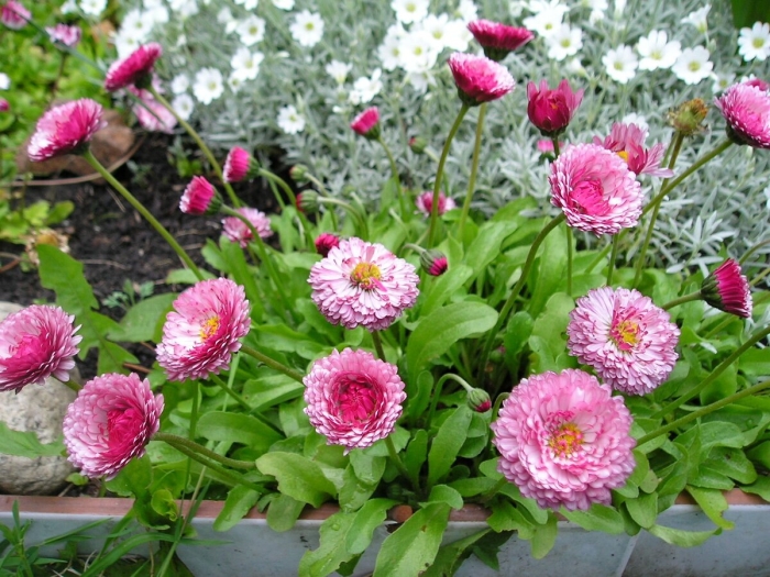 Маргаритки в саду